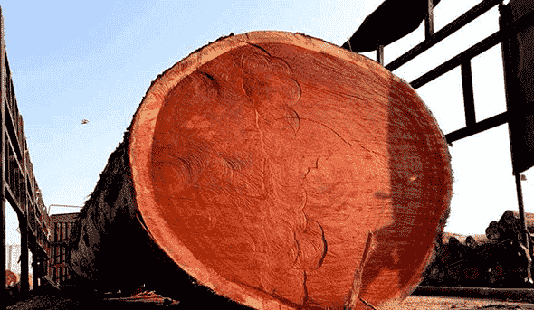 Cameroon Timber Export Sarl