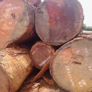 Beli Wood Logs