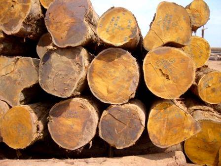 Bilinga Wood Logs
