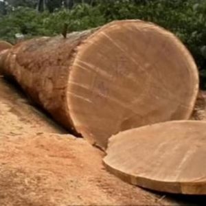 Bubinga Wood Logs