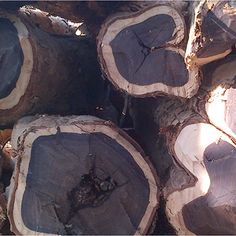 Ebony Black Ebony Wood Logs
