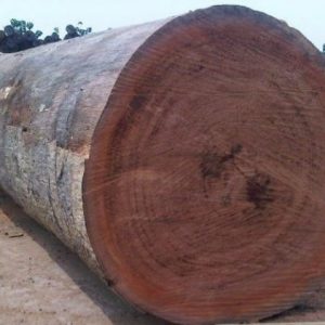 Mahogany Wood Logs