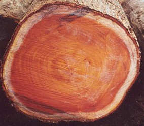 Mahogany Wood Logs