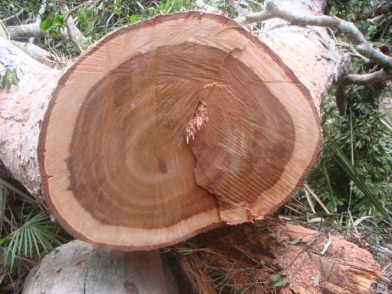 Moabi Wood Logs
