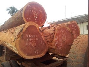 Sapele Wood for external cladding