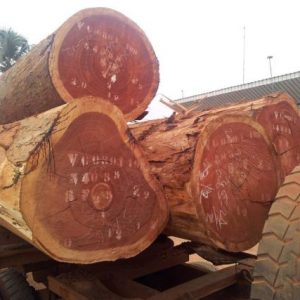 Sapele Wood Logs