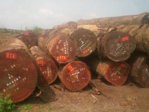 Tali Wood Logs