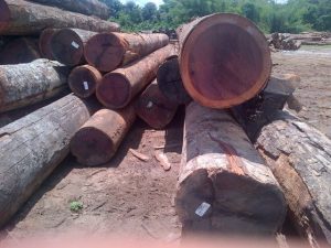 Zebrano Wood Logs