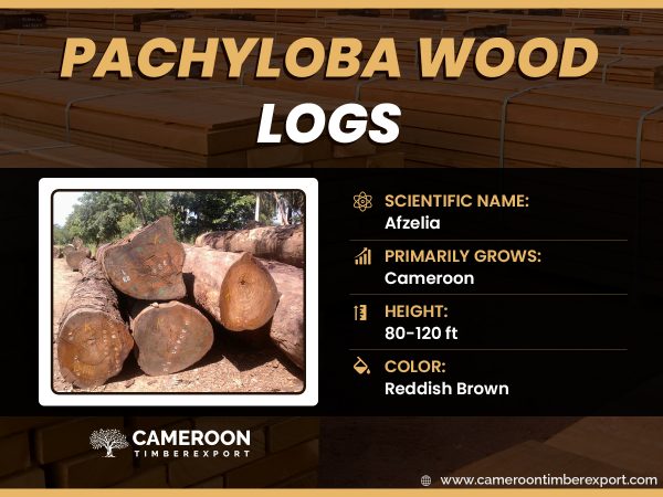 Pachyloba wood logs