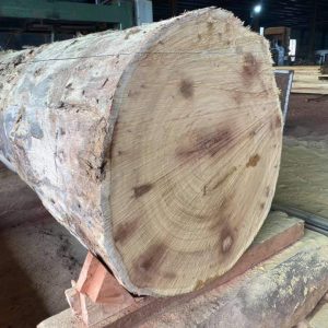 Ovangkol Timber Exporter