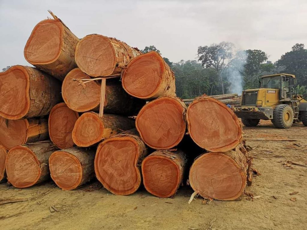 Best Quality African Okoume Wood Exporter, Wholesaler & Supplier