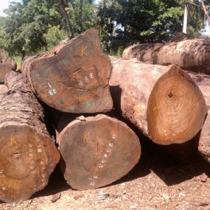 pachyloba wood logs