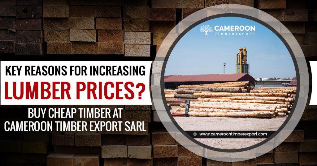 Key Reasons for Increasing Lumber Prices? Buy Cheap Timber at CTE