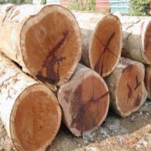 merbau wood logs