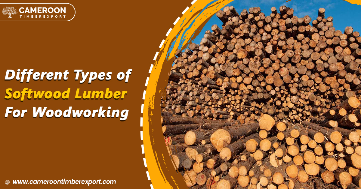 5 Most Common Types Of Softwood Lumber For Woodworking
