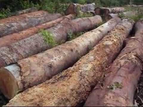 Cerejeira Amburana Wood Logs