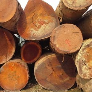 niangon wood logs