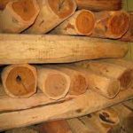 Sandalwood is one of the most expensive wood in the world