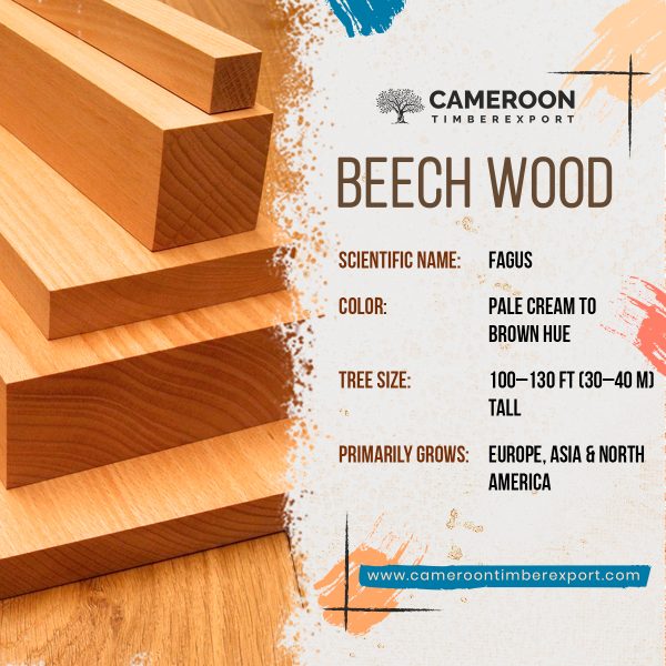 beech timber properties