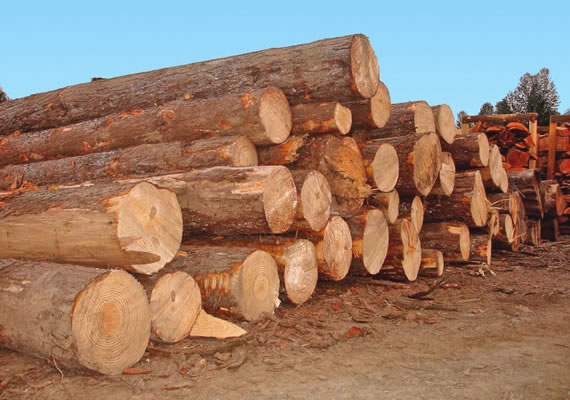 cumaru wood logs