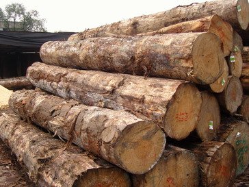 eucalyptus wood logs