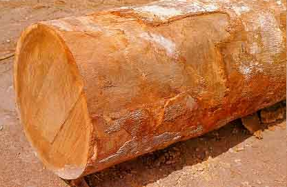jatoba wood logs