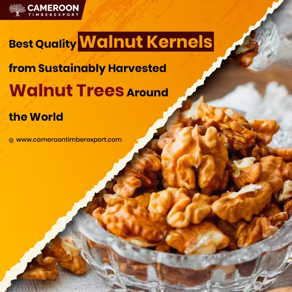 buy walnut kernels