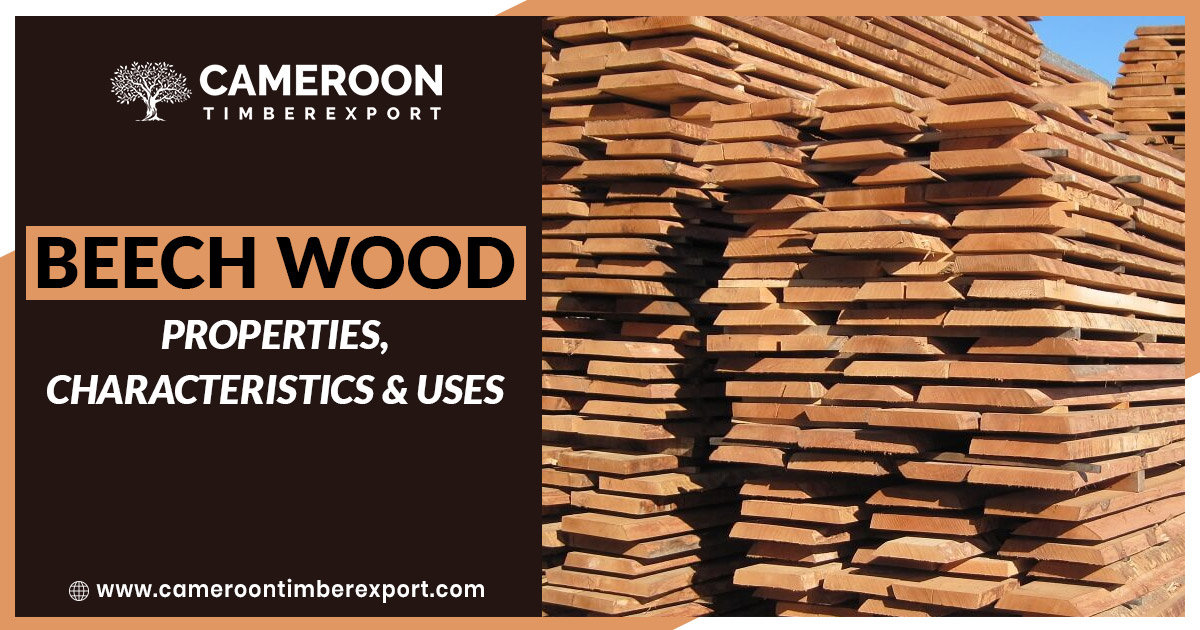beech wood properties and uses