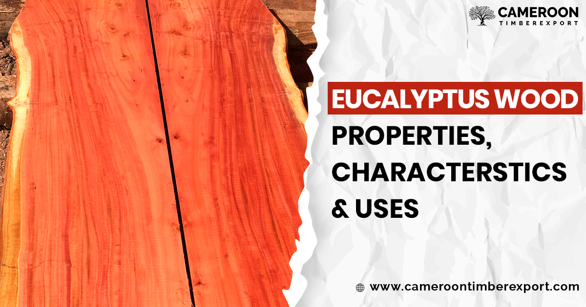 Eucalyptus Wood Properties, Characteristics & Uses