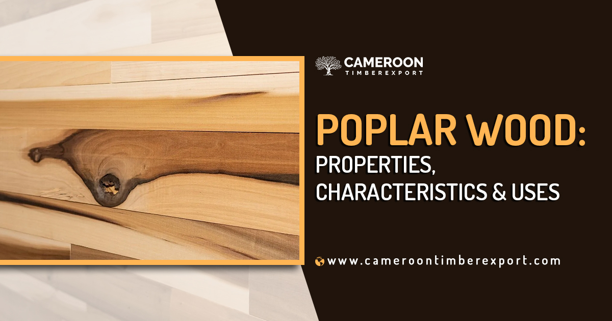 Poplar Wood: Properties, Characterstics & Uses