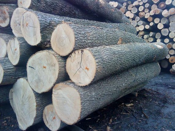 ash wood logs