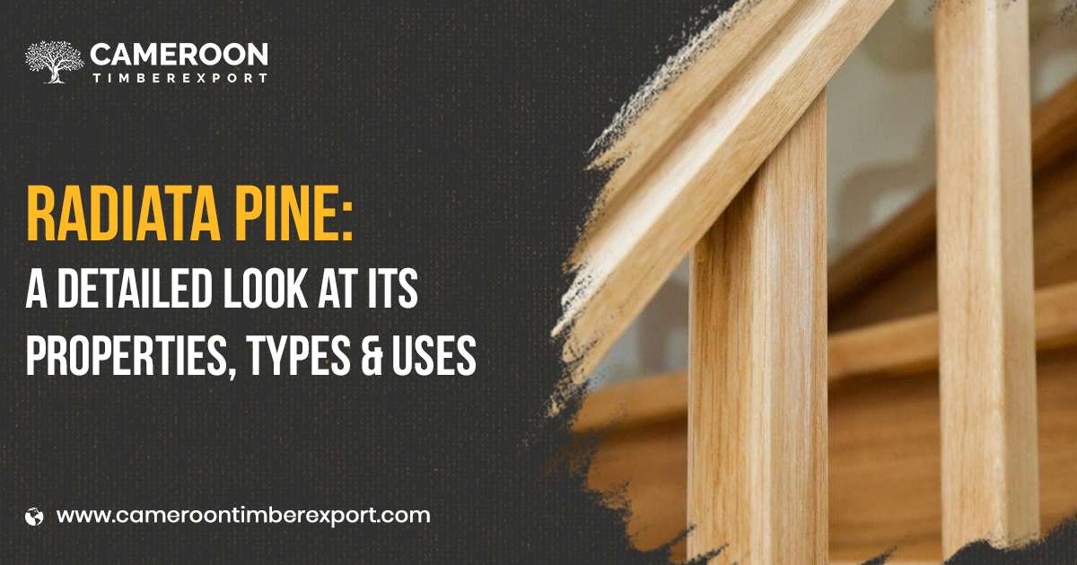 Radiata Pine Properties, types and uses