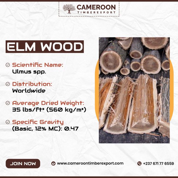 Elm wood properties
