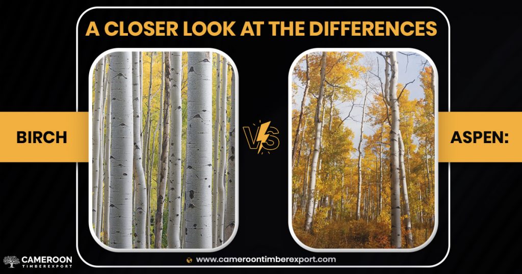 birch vs pine wood