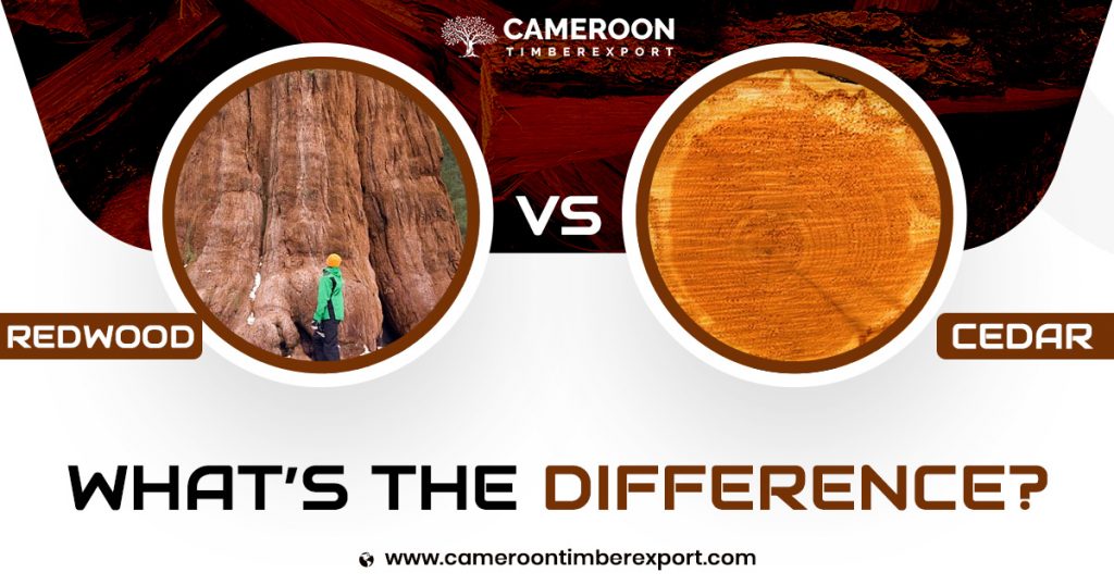 difference between redwood and cedar