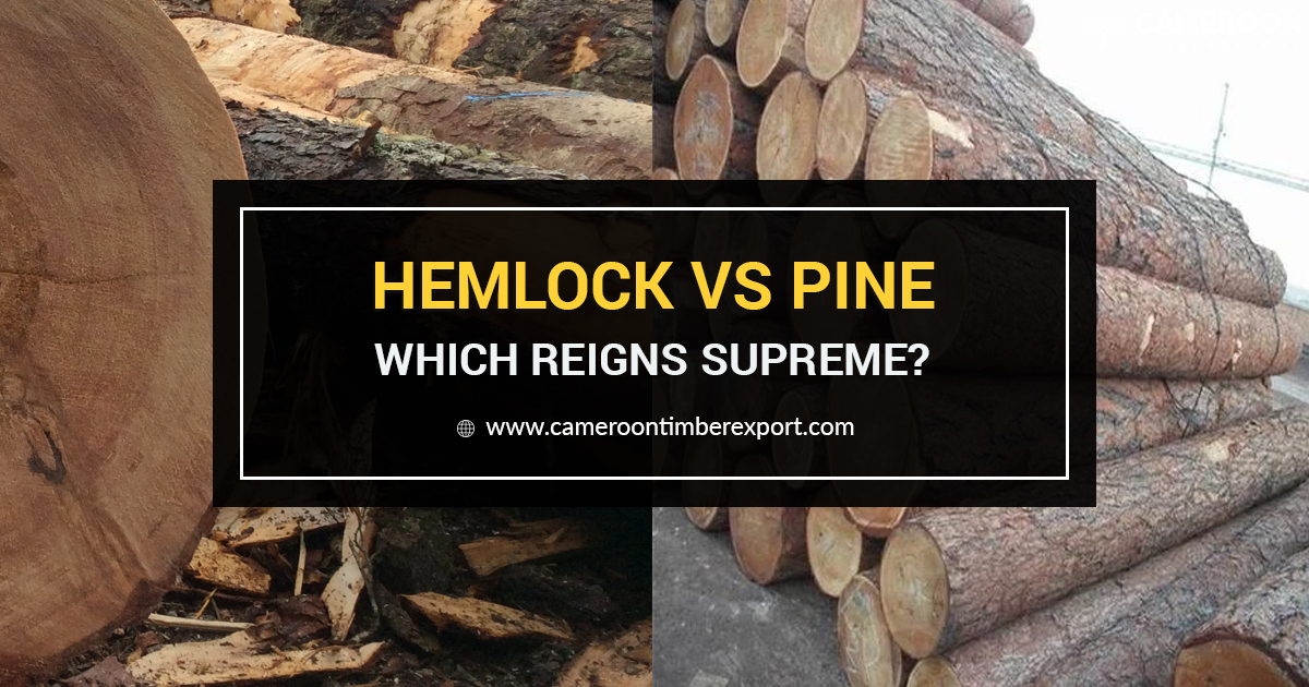 hemlock vs pine